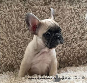Photo №3. French Bulldog Puppies for Sale. United States