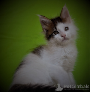 Photo №1. maine coon - for sale in the city of Sevastopol | 384$ | Announcement № 7821
