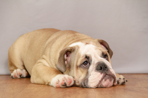 Photo №2 to announcement № 1604 for the sale of english bulldog - buy in Russian Federation from nursery, breeder