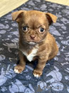 Photo №4. I will sell chihuahua in the city of City of London. private announcement, breeder - price - 723$