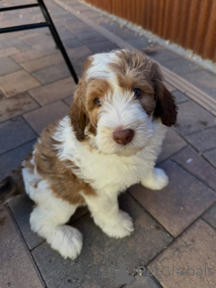 Photo №2 to announcement № 178082 for the sale of labradoodle - buy in Germany private announcement