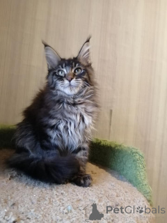 Photo №4. I will sell maine coon in the city of Cologne.  - price - 847$