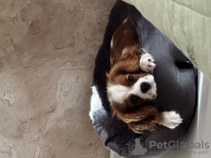 Photo №2 to announcement № 67287 for the sale of cavalier king charles spaniel - buy in Russian Federation private announcement
