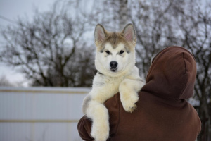 Photo №4. I will sell alaskan malamute in the city of Kursk. private announcement - price - Negotiated
