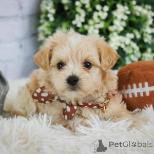 Photo №1. maltipu - for sale in the city of Hamburg | 847$ | Announcement № 149565