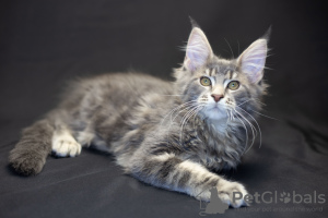 Photo №1. maine coon - for sale in the city of Васильков | 800$ | Announcement № 14273