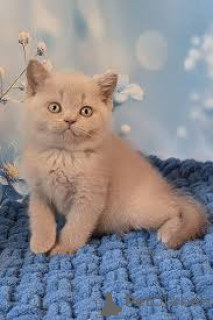 Photo №1. european shorthair - for sale in the city of Helsinki | 516$ | Announcement № 160875