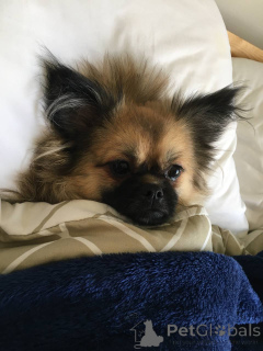 Photo №2 to announcement № 141365 for the sale of maltese dog, pomeranian - buy in United Arab Emirates private announcement