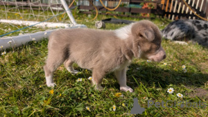 Photo №1. bearded collie, border collie - for sale in the city of Los Angeles Subdivision | 280$ | Announcement № 139943
