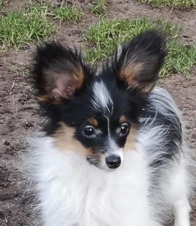 Photo №3. Papillon puppies. Lithuania