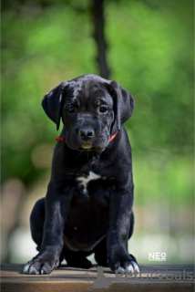 Additional photos: Cane Corso puppies