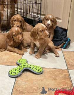 Photo №1. american cocker spaniel - for sale in the city of Hildeshaim | 361$ | Announcement № 154978