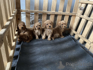 Additional photos: toy poodle