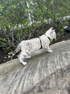 Photo №1. bengal cat - for sale in the city of Bradford | negotiated | Announcement № 155413