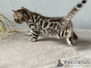 Photo №1. bengal cat - for sale in the city of Birmingham | negotiated | Announcement № 105930