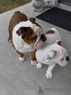 Photo №2 to announcement № 163865 for the sale of english bulldog - buy in Austria private announcement, breeder