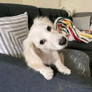 Photo №3. Cute adorable Dachshund Puppies for sale contact whatsapp business 447450021323. Finland