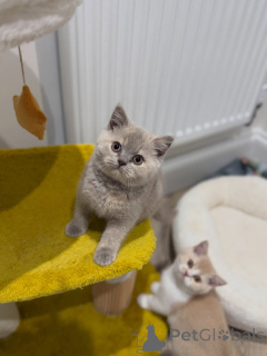 Photo №3. Healthy British Shorthair Litter Blue, Bicolor & Cream Beauties Available. Netherlands