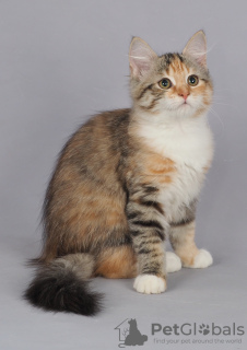Photo №2 to announcement № 93496 for the sale of siberian cat - buy in Russian Federation breeder