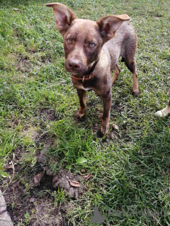 Photo №1. non-pedigree dogs - for sale in the city of Minsk | Is free | Announcement № 164578