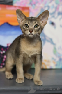 Photo №2 to announcement № 153745 for the sale of abyssinian cat - buy in Belarus from nursery