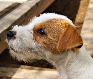 Photo №2 to announcement № 3303 for the sale of parson russell terrier - buy in Belarus breeder