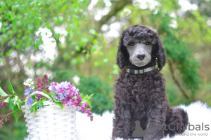 Additional photos: poodle big