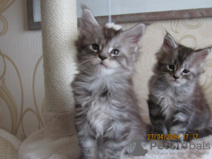 Photo №2 to announcement № 100464 for the sale of maine coon - buy in Latvia from nursery, breeder