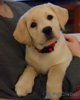 Photo №3. Labrador retriever. Germany