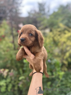 Additional photos: Cockapoo puppies for sale