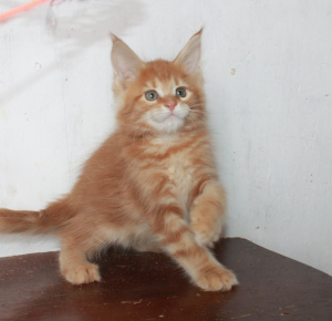 Photo №4. I will sell maine coon in the city of Krasnoyarsk. from nursery - price - 265$