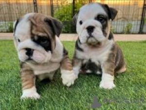 Photo №1. english bulldog - for sale in the city of Karlstad | negotiated | Announcement № 55321