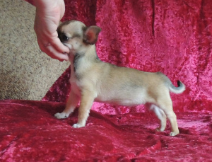 Photo №2 to announcement № 1264 for the sale of chihuahua - buy in Russian Federation from nursery