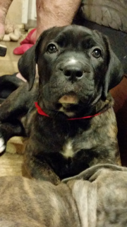 Additional photos: puppies cane corso