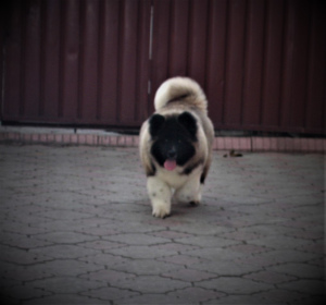 Additional photos: american akita longhaired girl and boy