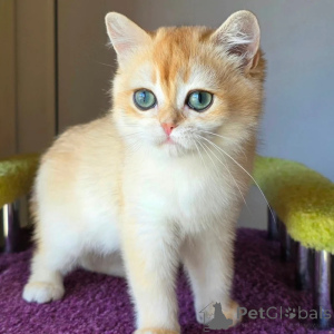 Photo №1. british shorthair - for sale in the city of Hinkley | negotiated | Announcement № 173830