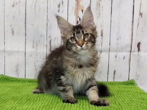 Photo №1. maine coon - for sale in the city of Railway | 325$ | Announcement № 1241
