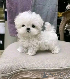 Photo №1. maltese dog - for sale in the city of Arrondissement de Berchtesgaden-Campagne | negotiated | Announcement № 175327
