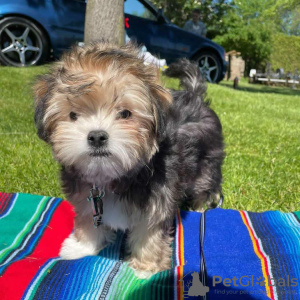 Photo №1. yorkshire terrier - for sale in the city of Denver | Is free | Announcement № 22348