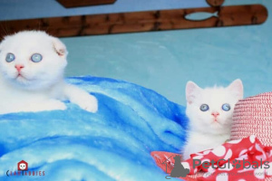 Photo №2 to announcement № 7363 for the sale of scottish fold - buy in Russian Federation from nursery