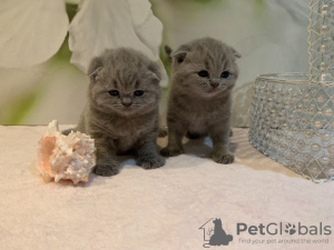 Photo №1. scottish fold - for sale in the city of Rüdersdorf | 370$ | Announcement № 118353