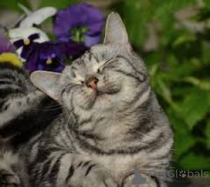 Photo №1. european shorthair - for sale in the city of Amsterdam | 599$ | Announcement № 162718