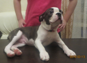 Photo №1. boston terrier - for sale in the city of St. Petersburg | 520$ | Announcement № 1812