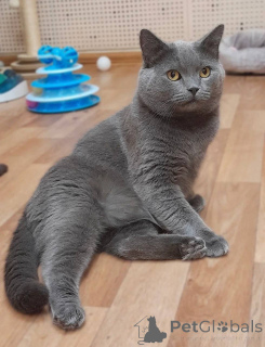 Photo №2 to announcement № 161964 for the sale of british shorthair - buy in Russian Federation from the shelter