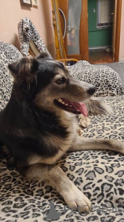 Photo №2 to announcement № 135395 for the sale of non-pedigree dogs - buy in Russian Federation private announcement