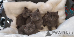 Photo №1. russian blue - for sale in the city of Антверпен | 264$ | Announcement № 115086