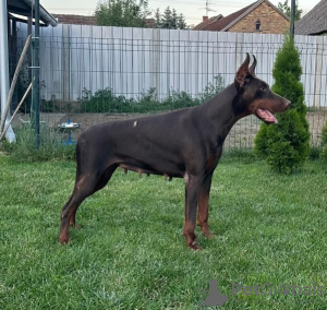 Additional photos: Doberman puppies