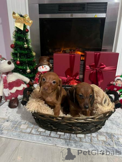 Photo №3. Dwarf Shorthair Dachshund Puppies. Serbia