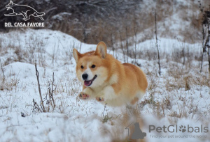 Photo №1. welsh corgi - for sale in the city of Kharkov | 1700$ | Announcement № 13862