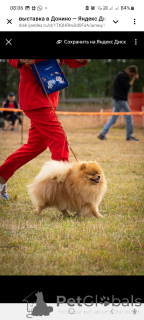 Photo №2. Mating service german spitz. Price - 304$